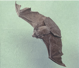 Big Brown Bat