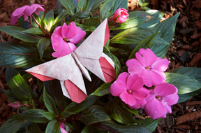 A Butterfly for June Sakamoto