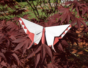 A Butterfly for Makoto Yamaguchi