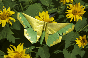 A Butterfly Russell Cashdollar